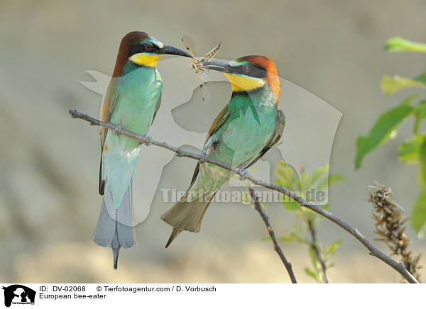 European bee-eater / DV-02068