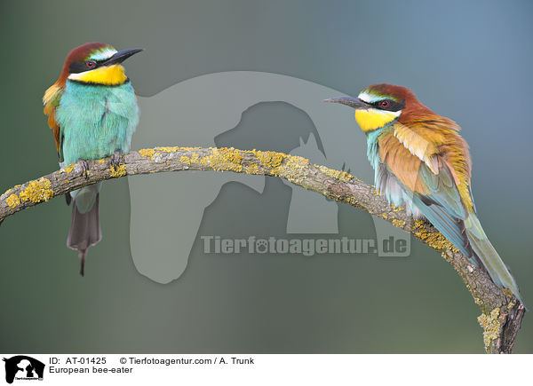 Bienenfresser / European bee-eater / AT-01425