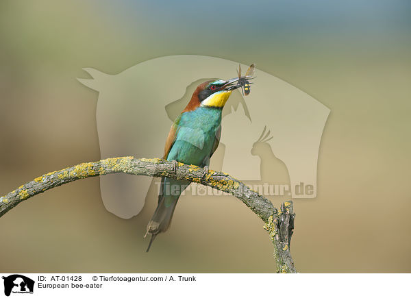 Bienenfresser / European bee-eater / AT-01428