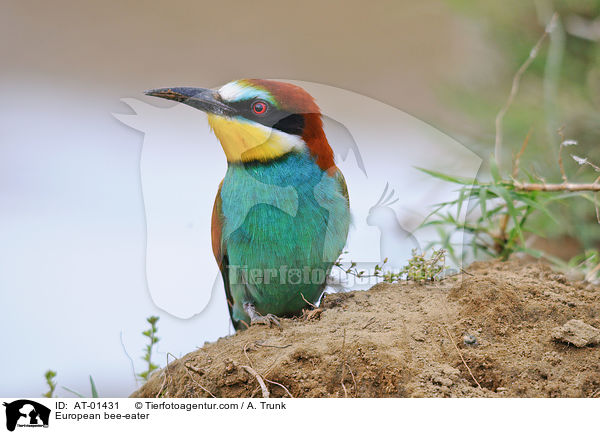 Bienenfresser / European bee-eater / AT-01431