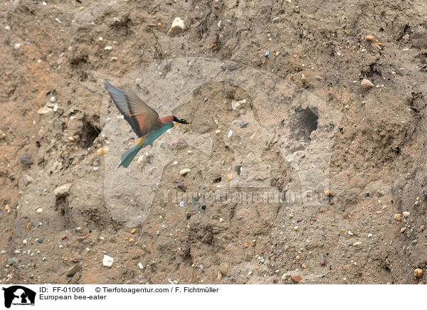 Bienenfresser / European bee-eater / FF-01066