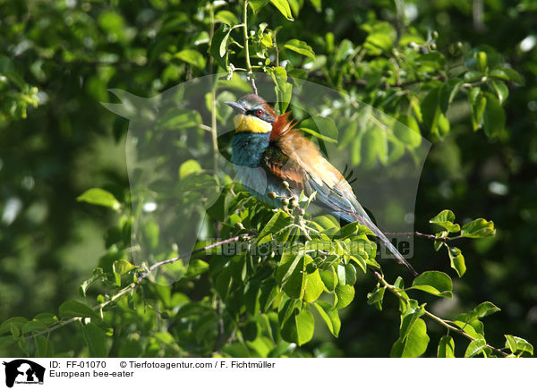 Bienenfresser / European bee-eater / FF-01070