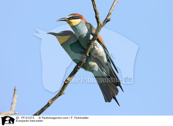 Bienenfresser / European bee-eater / FF-01073