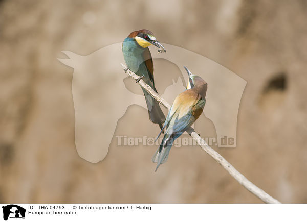 Bienenfresser / European bee-eater / THA-04793