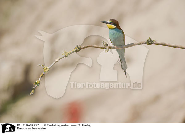 Bienenfresser / European bee-eater / THA-04797