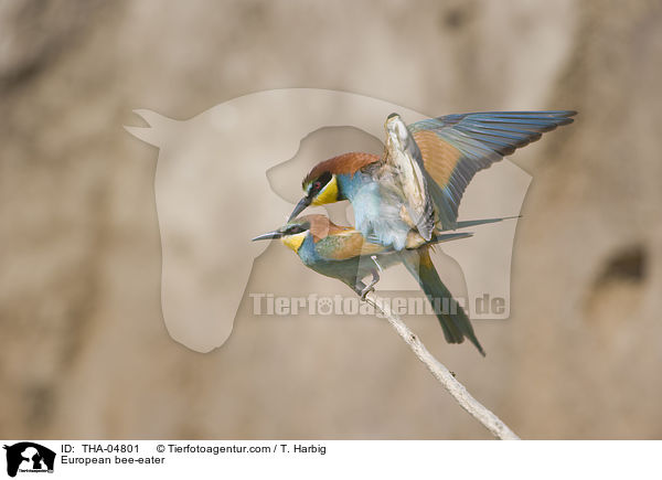 Bienenfresser / European bee-eater / THA-04801