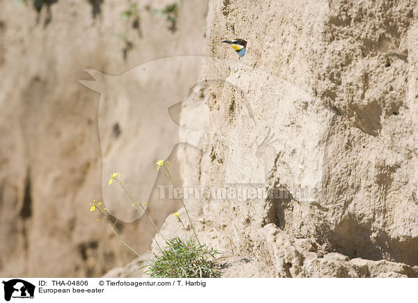 Bienenfresser / European bee-eater / THA-04806