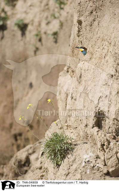 European bee-eater / THA-04809