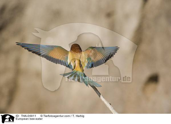 Bienenfresser / European bee-eater / THA-04811
