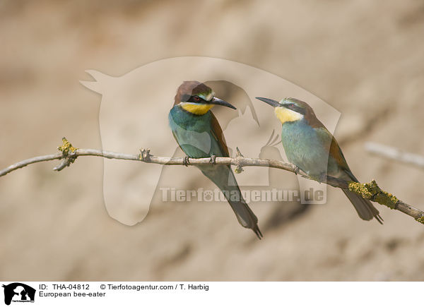 Bienenfresser / European bee-eater / THA-04812