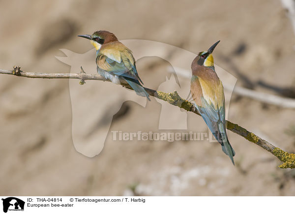 Bienenfresser / European bee-eater / THA-04814