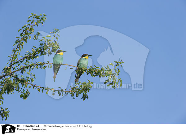Bienenfresser / European bee-eater / THA-04824