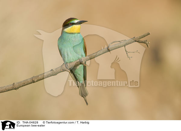 Bienenfresser / European bee-eater / THA-04828