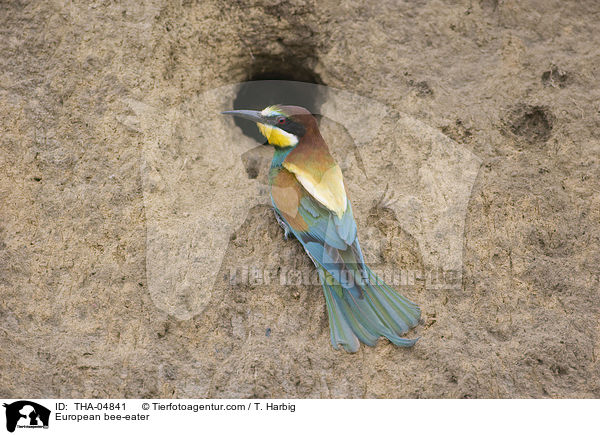 European bee-eater / THA-04841