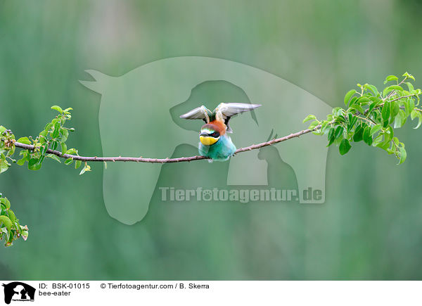 Bienenfresser / bee-eater / BSK-01015