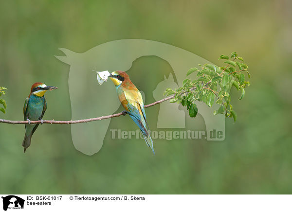 Bienenfresser / bee-eaters / BSK-01017