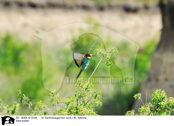bee-eater / BSK-01036