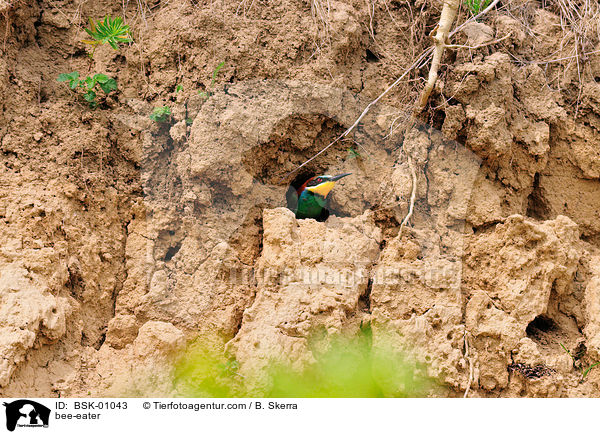 Bienenfresser / bee-eater / BSK-01043