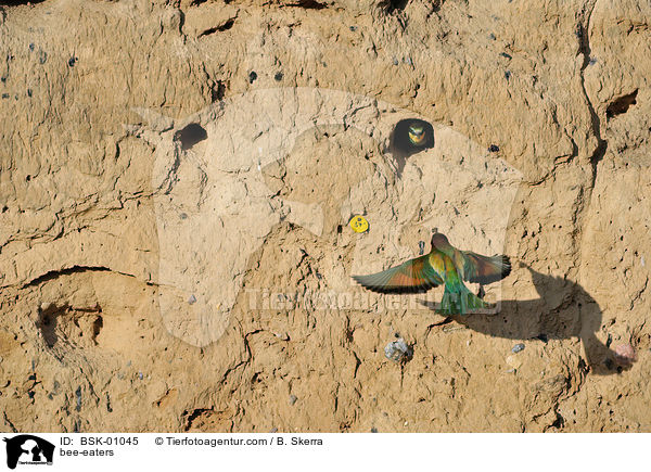 Bienenfresser / bee-eaters / BSK-01045