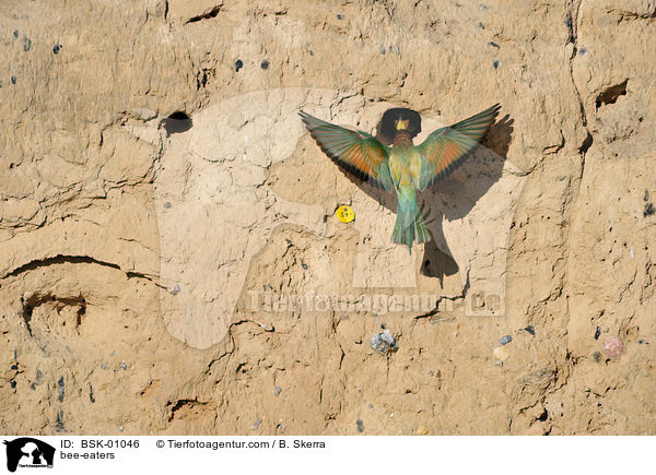 Bienenfresser / bee-eaters / BSK-01046