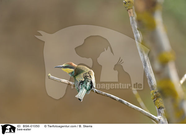 Bienenfresser / bee-eater / BSK-01050
