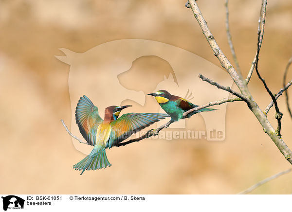 bee-eaters / BSK-01051