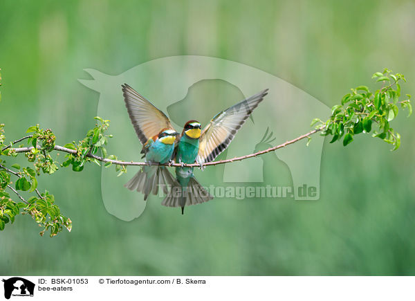 bee-eaters / BSK-01053
