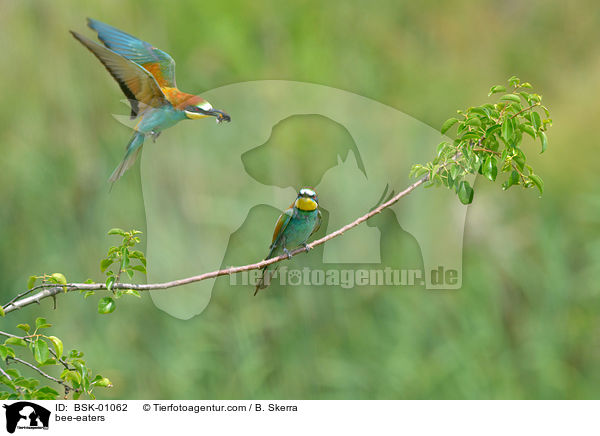 bee-eaters / BSK-01062
