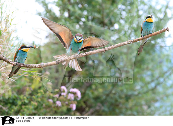 bee-eaters / FF-05836
