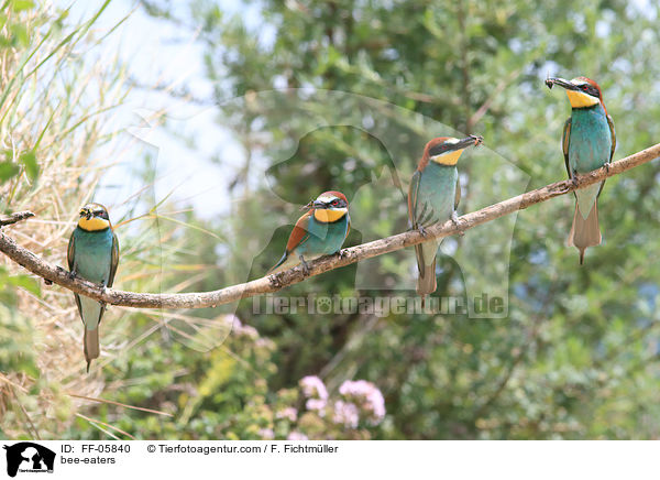 bee-eaters / FF-05840