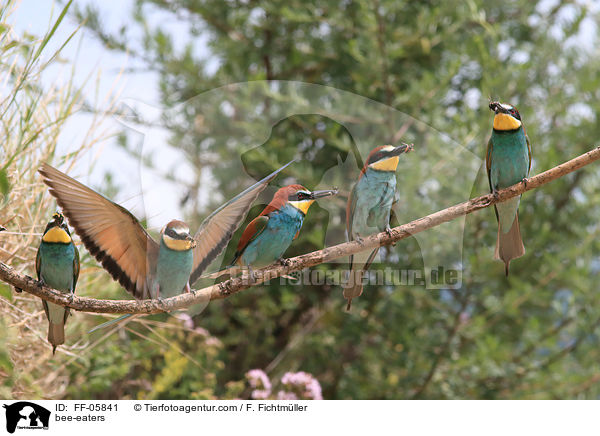 bee-eaters / FF-05841
