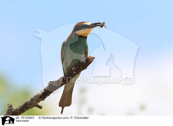 bee-eater / FF-05843