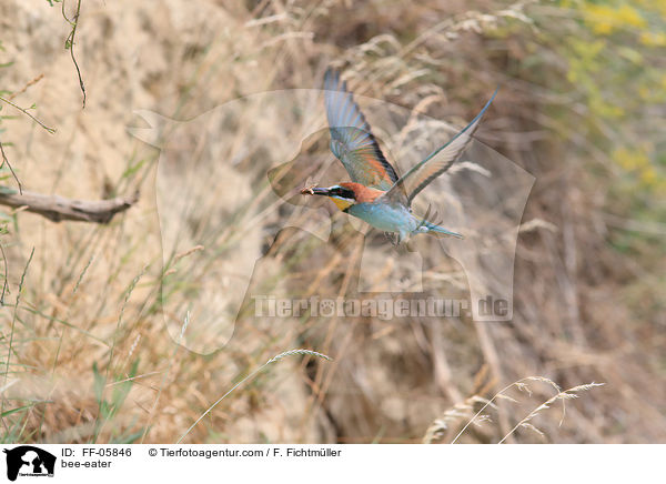 bee-eater / FF-05846