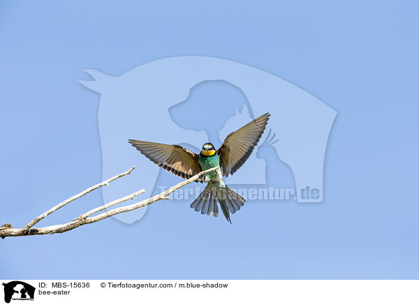 Bienenfresser / bee-eater / MBS-15636