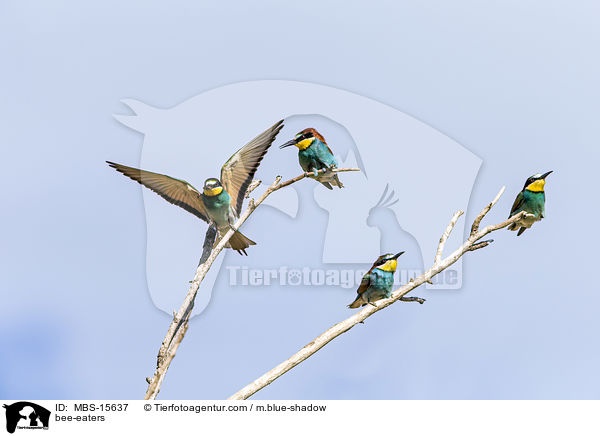 Bienenfresser / bee-eaters / MBS-15637