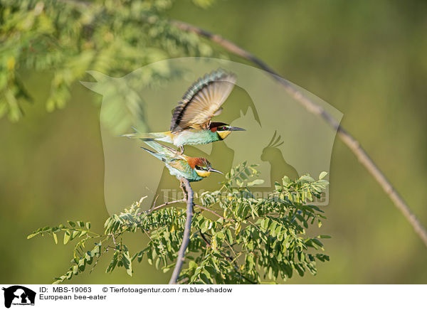 Europischer Bienenfresser / European bee-eater / MBS-19063