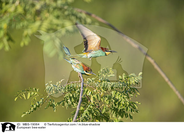 Europischer Bienenfresser / European bee-eater / MBS-19064