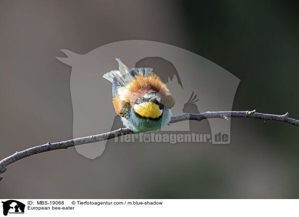 Europischer Bienenfresser / European bee-eater / MBS-19068