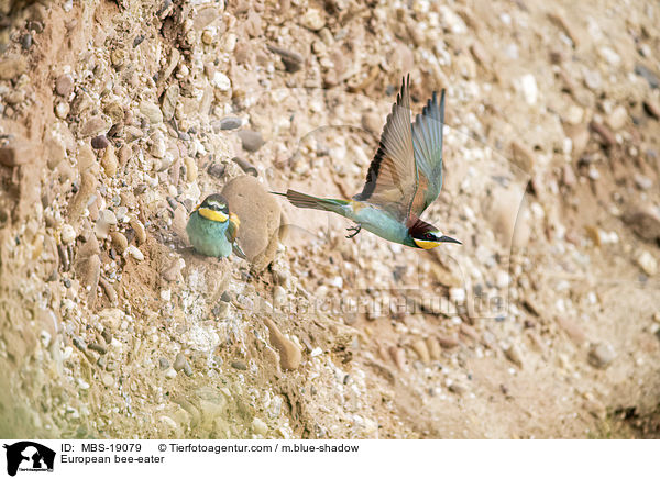 European bee-eater / MBS-19079