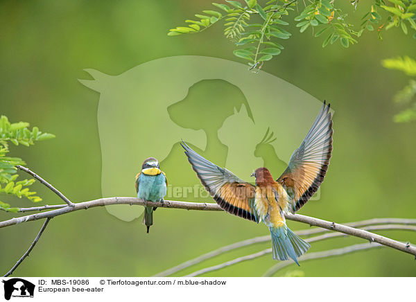 Europischer Bienenfresser / European bee-eater / MBS-19086