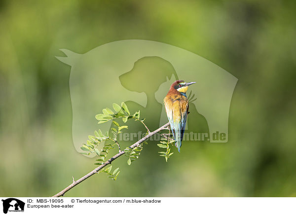 European bee-eater / MBS-19095