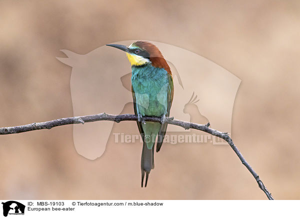 European bee-eater / MBS-19103