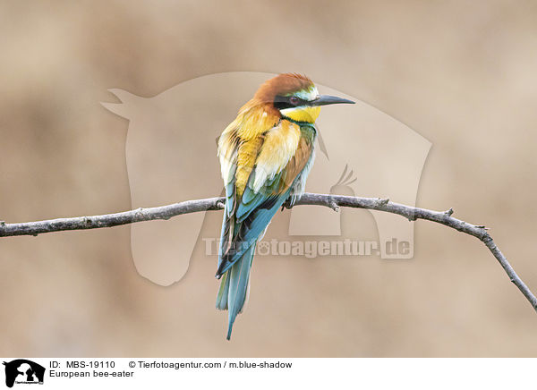 Europischer Bienenfresser / European bee-eater / MBS-19110