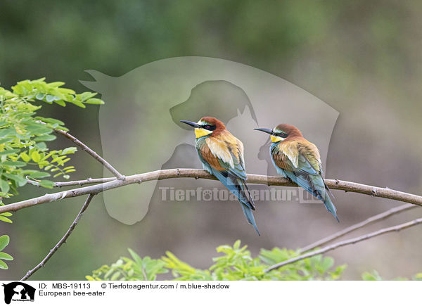 Europischer Bienenfresser / European bee-eater / MBS-19113