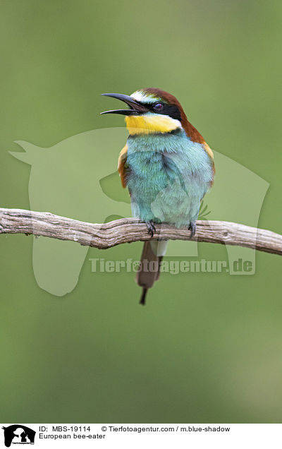 Europischer Bienenfresser / European bee-eater / MBS-19114