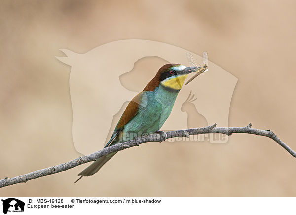 European bee-eater / MBS-19128