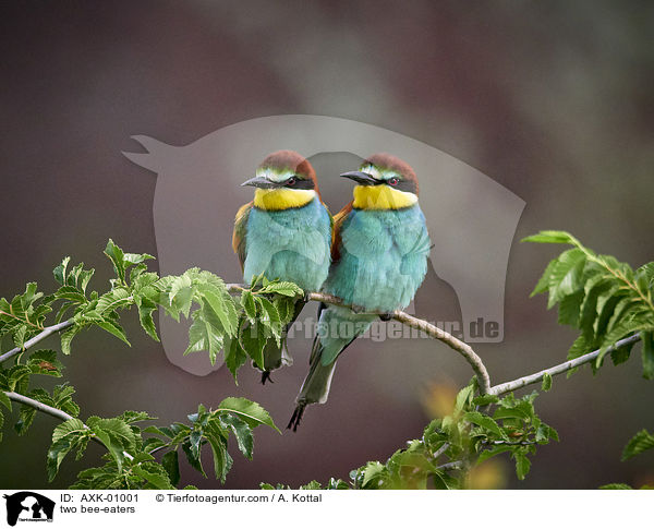 two bee-eaters / AXK-01001