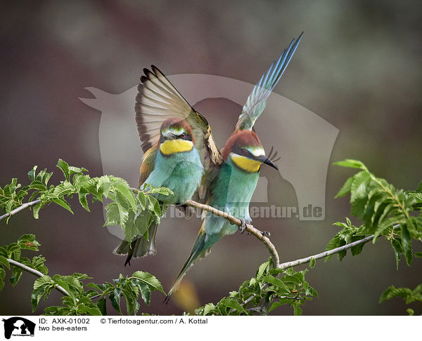 two bee-eaters / AXK-01002