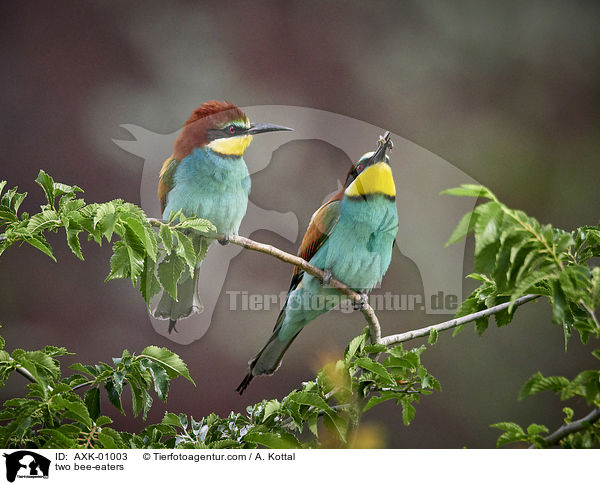 two bee-eaters / AXK-01003