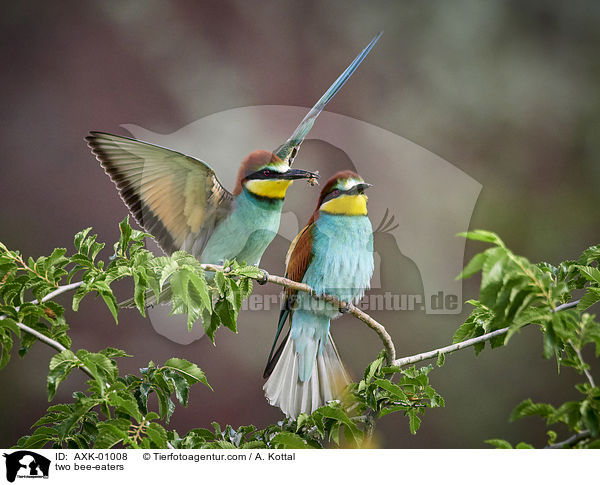 two bee-eaters / AXK-01008